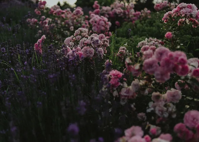 Ranczo W Dolinie * Kiszkowo